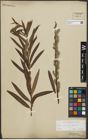 Foto von Salix purpurea L. x Salix viminalis L.